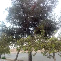 بریدن درخت رایگان هرس برش کاشتن گیاه کوددادن