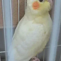 عروس  فروش فوری ۲ماهه