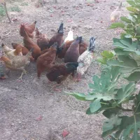 ۵عدد خروس|حیوانات مزرعه|سرپل ذهاب, |دیوار