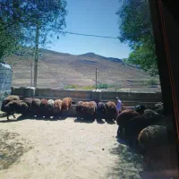 نیروی کار