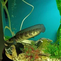 معاوضه ماهی چانا بسیارخوشرنگ با ماهی دیگه|ماهی|نیشابور, شهرک ولیعصر|دیوار