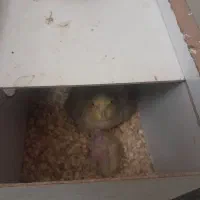 عروس هلندی|پرنده|تبریز, |دیوار