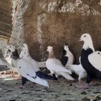 طوقی پرشی|پرنده|همدان, |دیوار