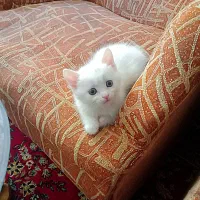 دو پرشین سفید، بفروش می رسد.|گربه|مراغه, |دیوار