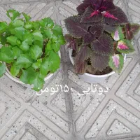 گل طبیعی|گل و گیاه طبیعی|خوی, |دیوار