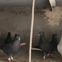 ۲۸ تا دمسفید آس|پرنده|مه ولات, |دیوار