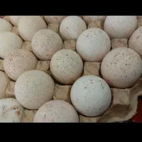 تخم مرغ بوقلمون