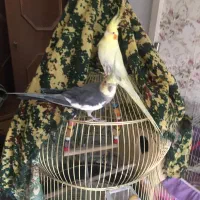 دوعدد عروس هلندی مولد وسخنگو