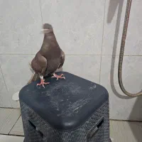 دمگیر سرخ کاکلی|پرنده|خمینی‌شهر, |دیوار