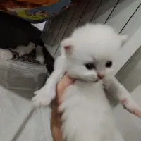 گربه کوچولو