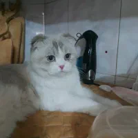 اسکاتیش چشم ابی