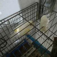 قناری ماده و  چندتا قناری جوان  ریزخون