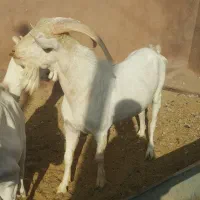 نربزهاسانن فرانسوی اصیل ازنژادها چهارقلوزاسه قلوزا|حیوانات مزرعه|مشهد, ملک‌آباد|دیوار