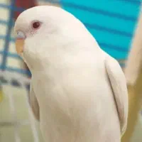 مرغ عشق ها همه سالم وسرحال جفت ۵۰۰|پرنده|قشم, |دیوار