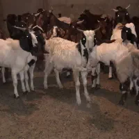 بز نر ماده چاق ۲۶ عدد|حیوانات مزرعه|کلاله, |دیوار