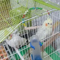 یک جفت عروس هلندی