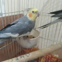 جفت عروس هلندی