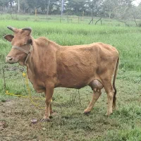 گاو چالوسی گوساله نر دورگ