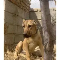 واگذاری توله سرابی ماده سرو پنجه بزرگ