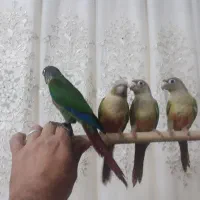 جوجه گیرینچک تازه دون خور شده رام|پرنده|ری, شهادت|دیوار