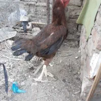 ۳ مرغ اصیل