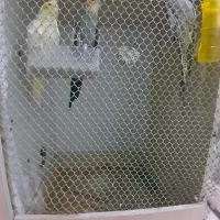 عروس هلندی