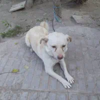 سگ پاکوتاه