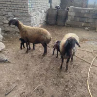 ۲عدد میش وبره درجه یک داشتی