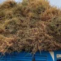 یونجه|خدمات باغبانی و درختکاری|باروق, |دیوار