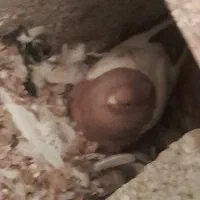 کبوتر رنگی|پرنده|صحرای باغ, |دیوار