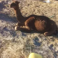 بچه شتر (نر)