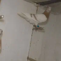 کبوتر کرم