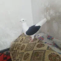 ماده پشت سیاه عطیقه فوق درشت ...۷&۹|پرنده|آبگرم, |دیوار