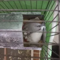 فنج نرگسی قفسی شکلاتی و دوجفت تخم گذاشتن|پرنده|قم, فرهنگیان و شهربانی|دیوار