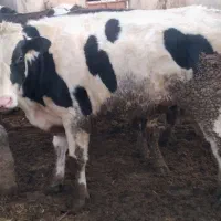 گاو و گوساله