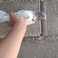 کبوتر شیخ پرشی