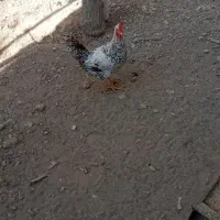 خروس فروشی|حیوانات مزرعه|ماهدشت, |دیوار