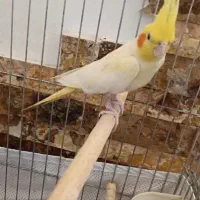 عروس هلندی دستی|پرنده|قرچک, میرزائی شمالی|دیوار
