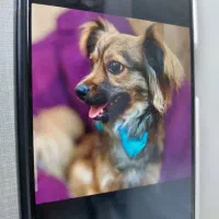 واگذاری رایگان شیتزو