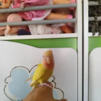 دو عدد طوطی برزیلی دونخور سه ماهه دستی