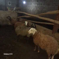 بره نر داشتی پشم شیری