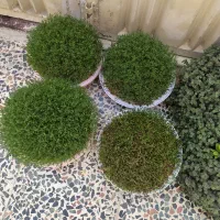 سبزه   دونه ای ۲۵۰