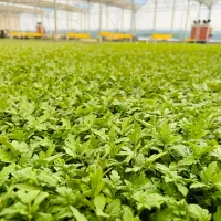 نشا گوجه|خدمات باغبانی و درختکاری|میناب, |دیوار