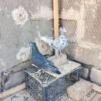 نر هفرنک کاکلی  ماده کلاغ کاکلی