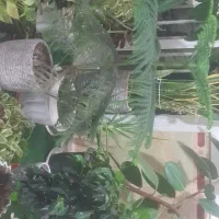 اجاره  خانه سویت روزانه
