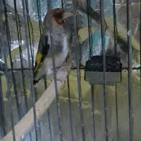 سهره سقا نر بخوان