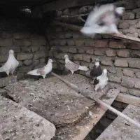 هشت عدد بالا دان قزان