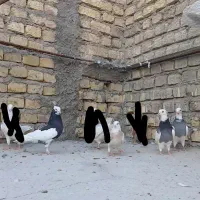 طوقی کبوتر طوققی|پرنده|یزد, |دیوار