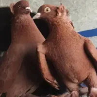 کبوتر راعبی