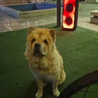 گمشده مژدگانی داده میشود